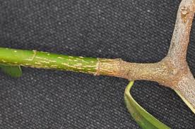 Image result for Chaetachme aristata