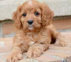 This pup is a cross of the king charles cavalier spaniel and the mini poodle. Cavapoo Puppies By Design Online Cavapoo Puppies Komondor Dog Cavapoo