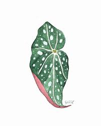 Frollein Schmid Illustration Watercolor Plants Plants Plantlover Pflanzen Illustration Houseplants Monst Begonia Maculata Watercolor Plants Plant Leaves