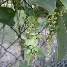 Image result for Cissampelos mucronata