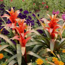 From wikimedia commons, the free media repository. Guzmania Care Repotting Watering Fertilizing Protecting The Rosette