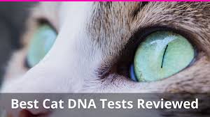 There is no set cost for genetic testing. The Best Cat Dna Test Kit Reviews Ratings For 2021