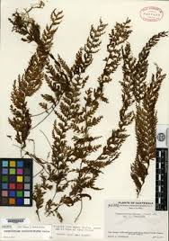 Image result for Hymenophyllum capillare