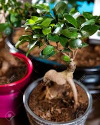 The advantage is that you can make such a box any size, suitable for the needs of the tree in development. Beautiful Small Serissa Bonsai Tree In Pot Stock Photo Picture And Royalty Free Image Image 151144612