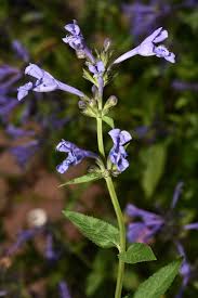 Image result for Coleus sessilifolius