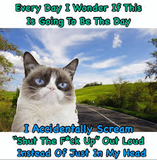 Pin On Grumpy Cat
