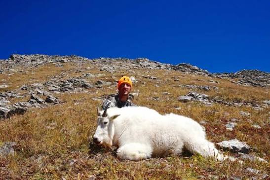 Colorado Mountain Goat Hunts - AEI Outfitter