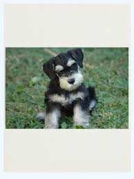 Check spelling or type a new query. Miniature Schnauzer Puppies Review Dog Breed