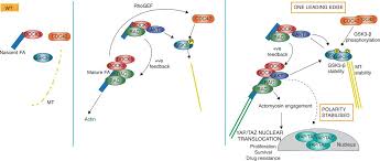 Newest price (high to low) price (low to high) bedrooms bathrooms. Multiplexed Quantitative Screens Of Single Cell Shape And Yap Taz Localisation Identify Dock5 As A Coincident Detector Of Polarity And Adhesion During Migration Biorxiv