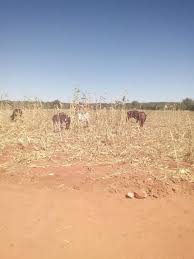 Find the best lands & plots for sale in india. Umguza Nyamayendlovu Siyabangena Sezingangena Yini Amahlanga Nyamandlovu Mguzians Abahle Khonapha Ngifice Amadonki Wonawa Emasimini Ami Ngilehloka Lomkhonto Facebook