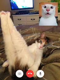 People Share Funny Pics From Cat Video Calls That Look Naughty Bored Panda