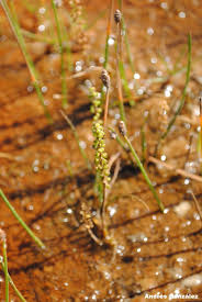 Image result for Triglochin striata