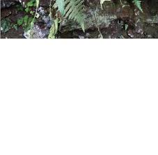 Image result for Blotiella bouxiniana