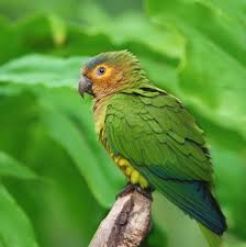 Brown Throated Conure Parrot Pet Pet Birds Parrot Bird