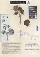 Image result for Pavonia senegalensis