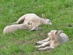Merinos Koyunu Merinos Koyunu Yetistiricileri 0532 614 63 53 Merinoskoyunu Koylar Ciftlikler