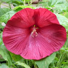 Hardy hibiscus, rose of sharon, and tropical hibiscus. Caring For Hardy Hibiscus Plants How To Grow Hibiscus Outdoors
