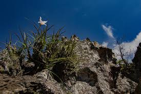 Image result for Xerophyta argentea