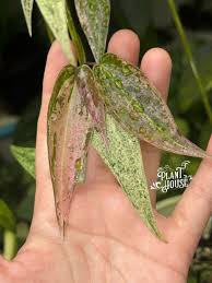 Image result for Dioscorea hirtiflora