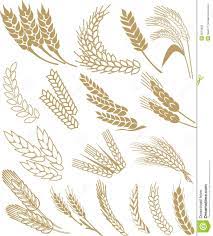Wheat Vector Download From Over 59 Million High Quality Stock Photos Images Vectors Sign Up For Free Today Image Wheat Vector Wheat Drawing Wheat Tattoo