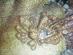 Image result for Phylohydrax