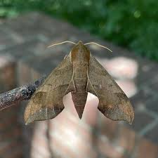 Image result for Disperis virginalis