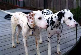 Lemon And Black And White Dalmation Spotty Dog Dalmatian Beautiful Dogs