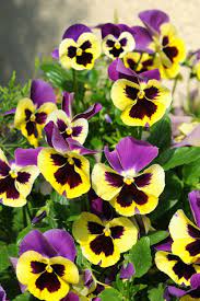 The Surprising Meanings Behind Your Favorite Flowers Pansies Flowers Popular Flowers Pansies