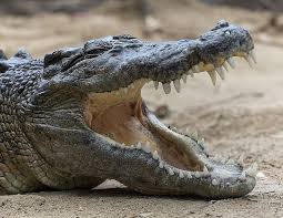 Saltwater Crocodile Crocodilos Crocodilo Animais