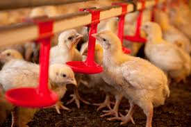 Download Reducing Poultry Feed Costs With Enzyme Supplements All About Feed