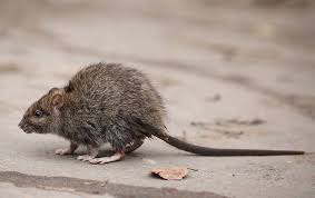 Check spelling or type a new query. Roof Rats A Guide To Roof Rat Control Prevention In California