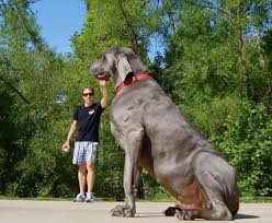 30 Gigantic Dogs In The World You Won T Believe Are Actually Real Bemethis Big Dog Breeds Worlds Largest Dog Big Dogs