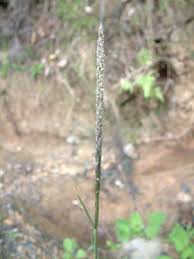 Image result for Sporobolus mauritianus