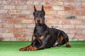 Josi Dobermans Sold Call 44 0 785 8120 456 For Available Dogs Doberman Pinscher Puppy Doberman Pinscher Doberman