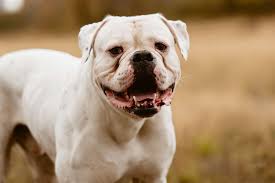 The old english bulldog(extinct) was fierce, it was used to fight with bulls and lions. Different Bulldog Breeds To Consider