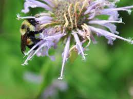Maybe you would like to learn more about one of these? Minnesota Will Pay Residents To Grow Bee Friendly Lawns Smart News Smithsonian Magazine