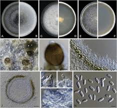 Image result for Heteromorpha sp. agg.