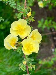 Image result for Hugonia grandiflora