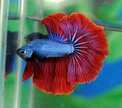 Fwbettashm1418326218 Blue Fire Dragon 4770 Halfmoon Betta Betta Fish Betta