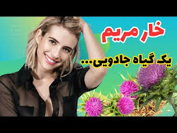 5 خاصیت مهم خار مریم که باید بدانید|خواص فوق العاده خار مریم در درمان بیماری ها|milk thistle - YouTube