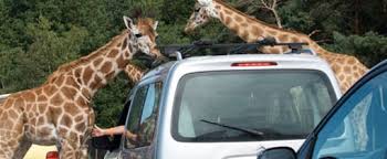 ✨ check de link www.beeksebergen.nl/tickets. Safaripark Beekse Bergen On Safari With Your Private Car