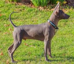 Want to discover art related to xoloscuintles? Xoloitzcuintli Dog Breed Information And Pictures