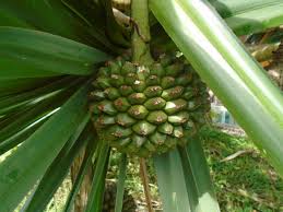 Image result for Pandanus utilis