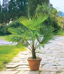 1 angebot ab 14,99 €. Winterharte Kubel Palme 1a Kubelpflanzen Baldur Garten