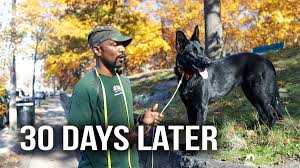 Yiotl dog agility equipment set, 30 pcs outdoor dog obstacle training course kit, including frisbee, pause box, 2 tunnel, adjustable hurdles, 8 weave poles, whistle, carrying bag. Argos Dog Training Argostraining Twitter