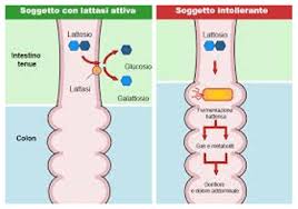 Il lattosio è lo zucchero presente nel latte. Diagnosi Delle Intolleranze Alimentari Roma Gastroenterologo Dott Prof Antonio Iannetti