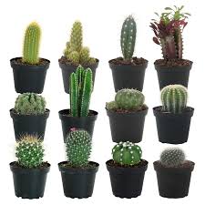 So, what about the barrel cactus. Pin On Products