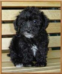 Maybe you would like to learn more about one of these? Yorkiepoo Colors Of Pups Nc In 2021 Black Yorkie Poo Yorkie Poo Puppies Yorkie Poo