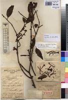 Image result for Tapinanthus dependens