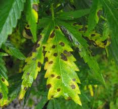 The leaves may show spots of necrosis (brown spots), and the most affected ones will fold over themselves and die. Yellow Leaf Spot And Your Marijuana Plants Grasscity Com